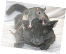 Výsledek obrázku pro cat and rats png